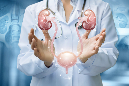 Picture of s Medical Professional holding a diagram of the kidneys and bladder.