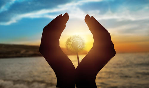 Picture of open hands with a dandelion between the hands and a background of water and a beautiful sunset.