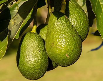 Health Benefits of Avocado Oil